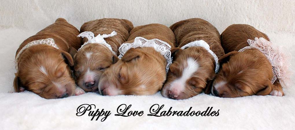 Australian Labradoodles Breeder Alberta